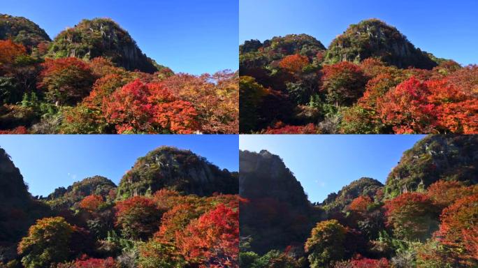 新亚坝峡谷的秋叶。日本大分县Yabakei。