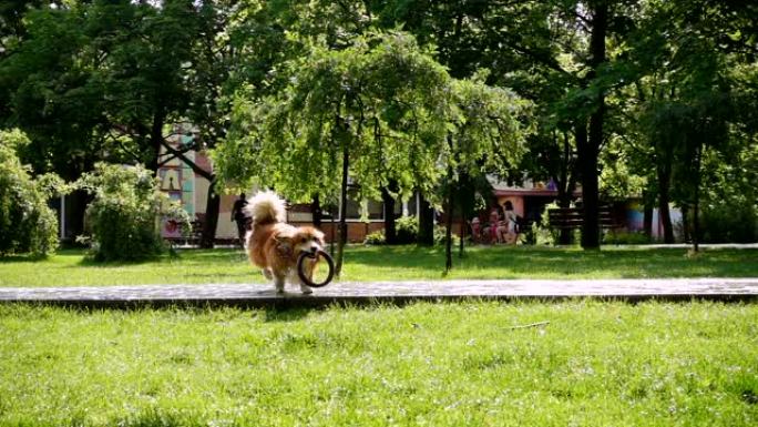 有趣的威尔士柯基毛绒狗玩橡胶圈玩具