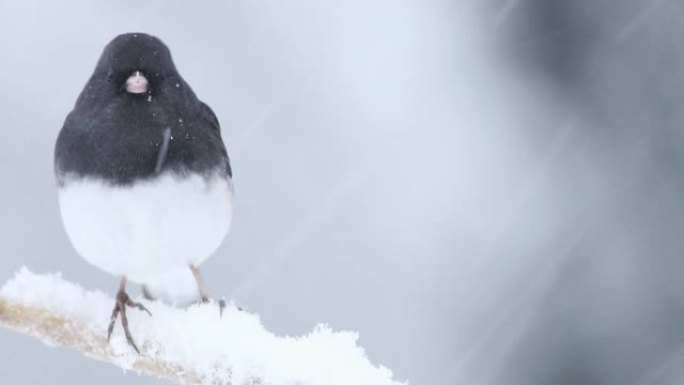 黑眼睛的Junco雄性，一只可爱的深灰色和白色的鸟，在暴风雪中栖息在树枝上
