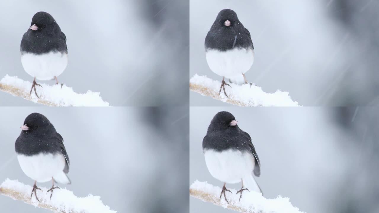 黑眼睛的Junco雄性，一只可爱的深灰色和白色的鸟，在暴风雪中栖息在树枝上
