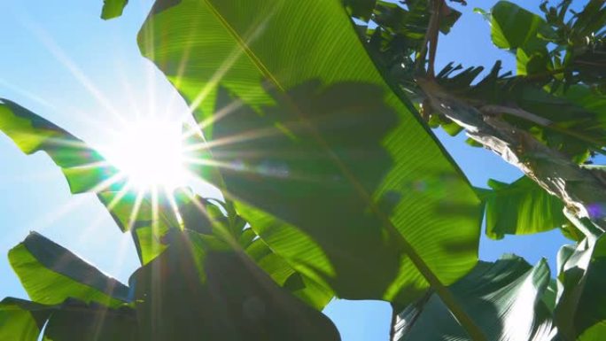 低角度的绿色香蕉叶，阳光照耀着树叶，光线和风吹向蓝天