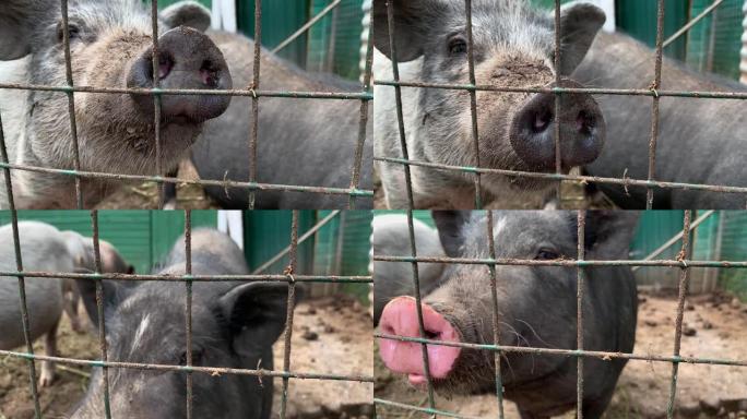 三只可爱的黑猪坐在笼子的金属栅栏后面乞食，搞笑的鼻子鼻子特写
