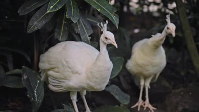在通常的栖息地有两只白色羽毛的大孔雀