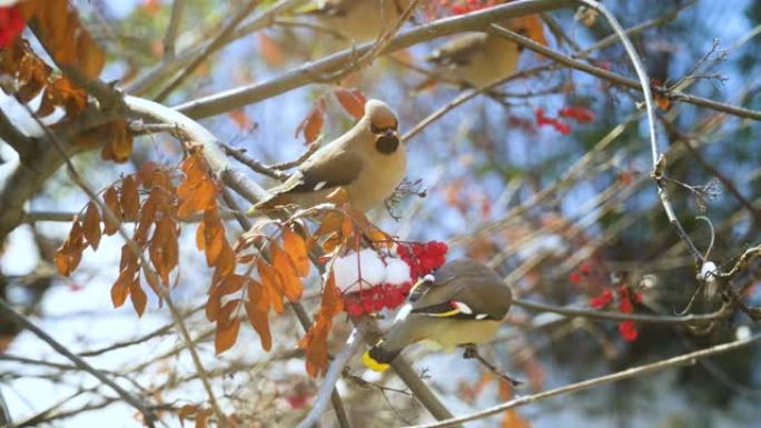 波希米亚蜡翼 (Bombycilla garrulus) -歌鸟坐在rowanberry树枝上