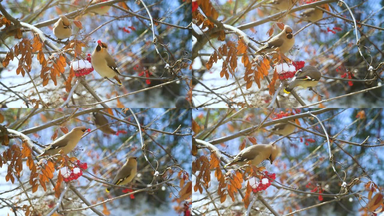 波希米亚蜡翼 (Bombycilla garrulus) -歌鸟坐在rowanberry树枝上