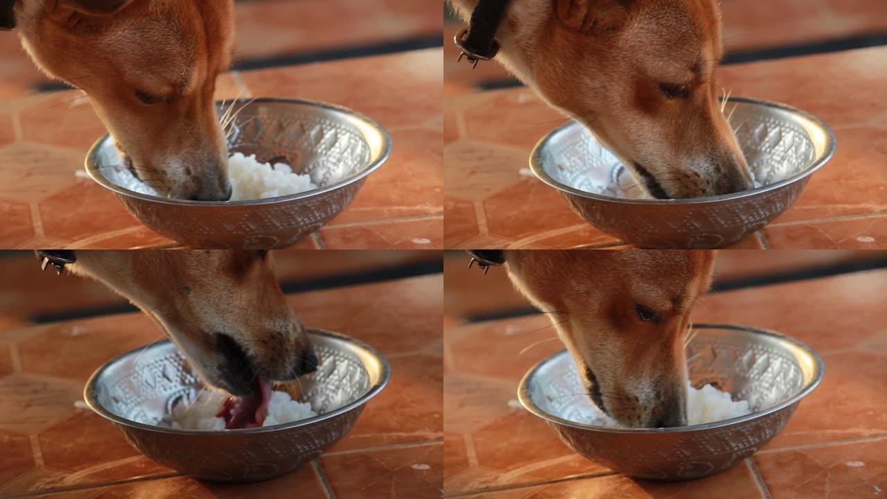 印度乡村狗在家里吃食物。宠物神在家里吃食物