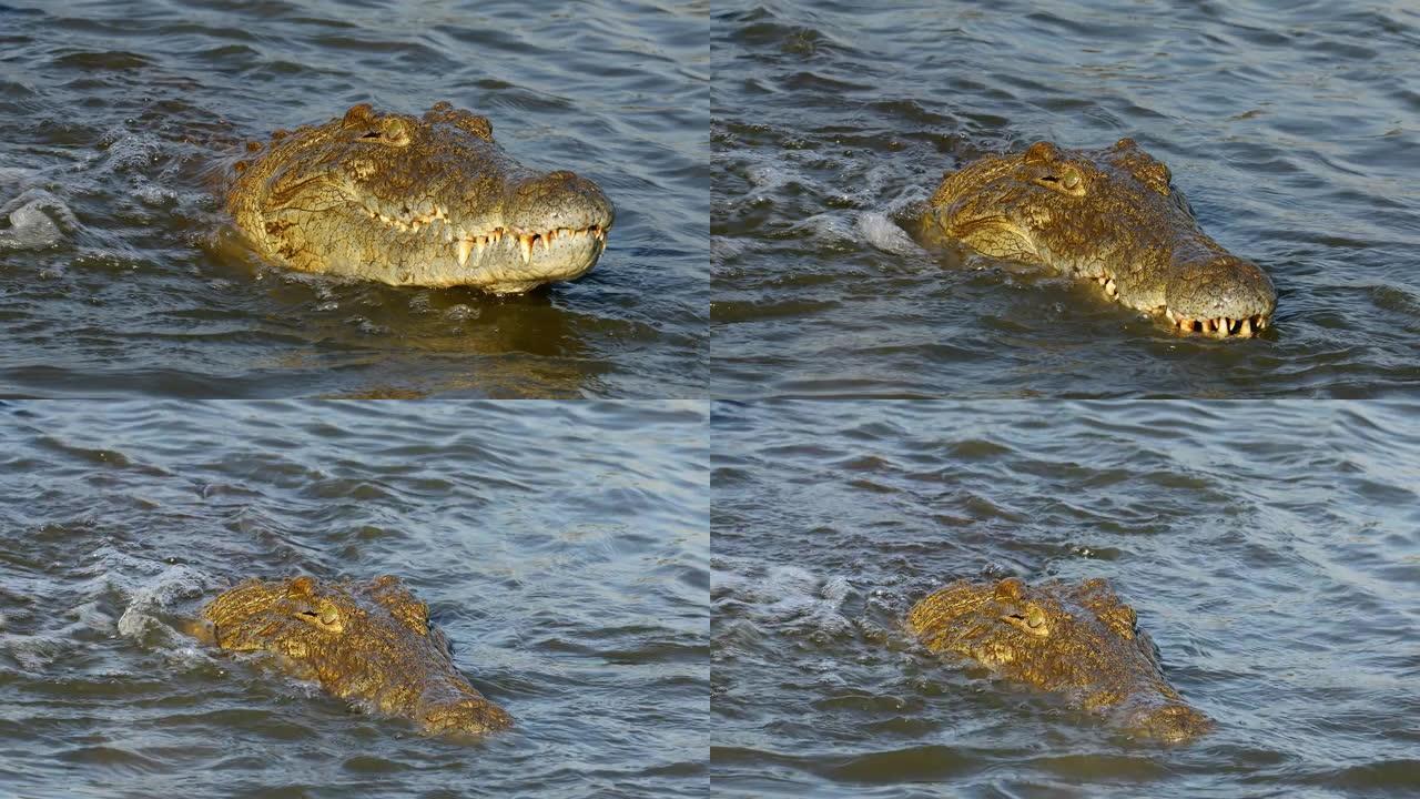 尼罗鳄 (Crocodylus niloticus) 捕捉小鱼，南非克鲁格国家公园