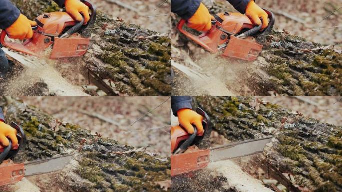 森林人用电锯砍树，特写