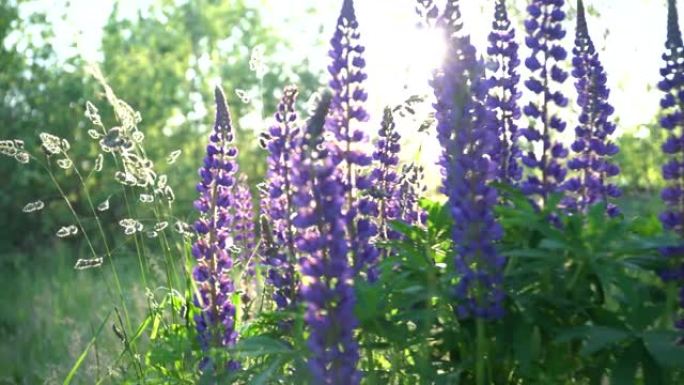 在炎热的夏日日落特写镜头中，羽扇形田野的神奇全景。阳光下美丽的紫色花朵