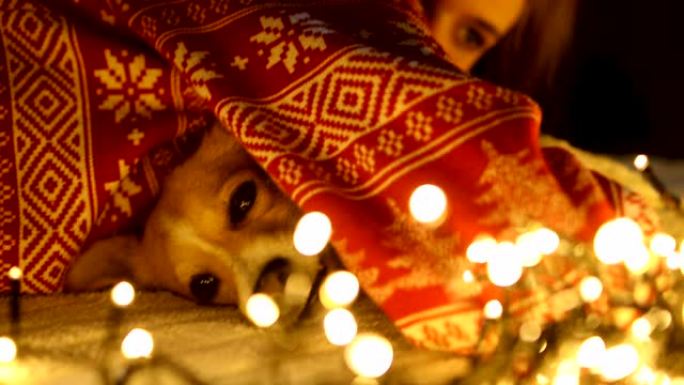 年轻漂亮的女孩和她的狗在舒适的圣诞节气氛中享受。除夕夜与狗玩耍