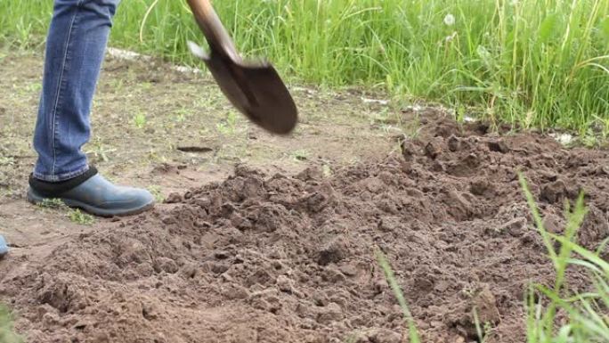 工人在菜园里用铲子挖土。穿着橡胶靴挖掘的男农民