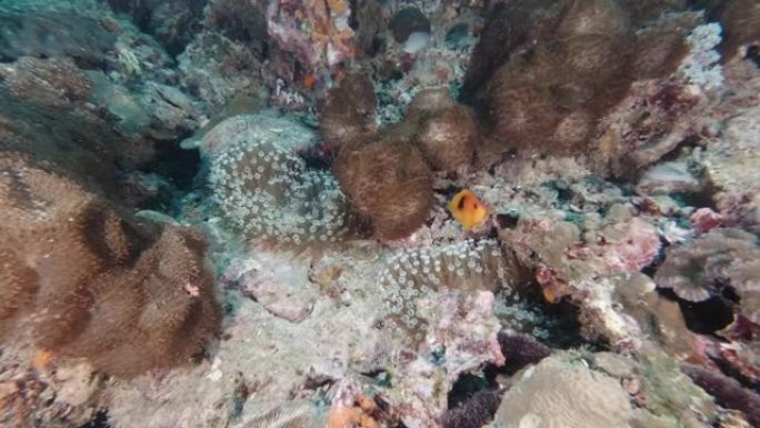 水下珊瑚礁上的红鞍背海葵 (Amphiprion ephippium)