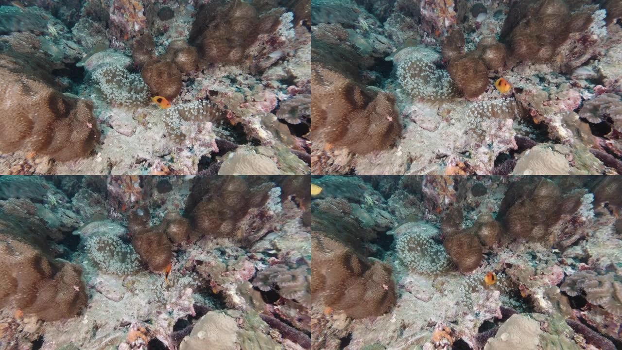 水下珊瑚礁上的红鞍背海葵 (Amphiprion ephippium)