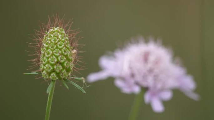 野花名为scabiosa，又称scabious。