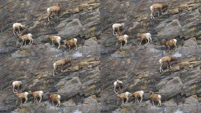 爬岩壁的山羊