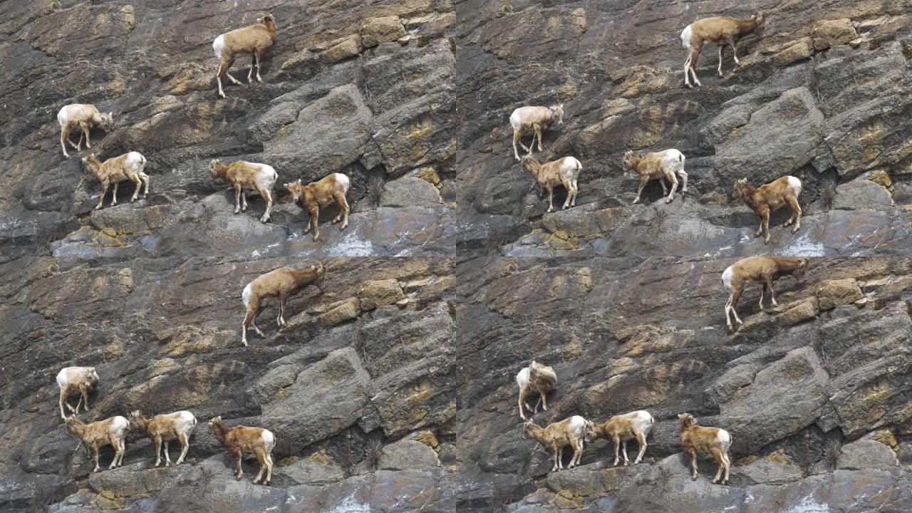 爬岩壁的山羊