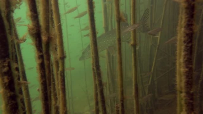 大自然栖息地野生梭鱼的冒险镜头。鱼在相机周围游动，周围有很多小鱼。