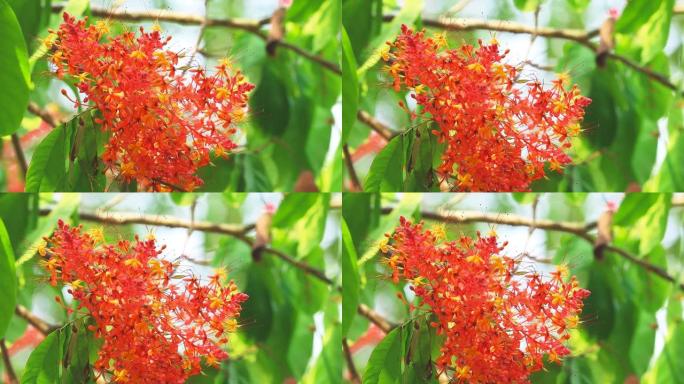 阿索卡或萨拉卡或悲伤的树花束红色的花朵移动和模糊的花园。这些花被用作痰液滋补元素，用作咳嗽药物。特写