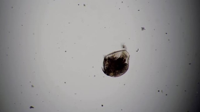 来自alona池塘的甲壳类动物在显微镜下快速旋转