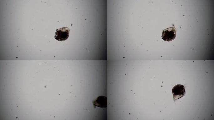 来自alona池塘的甲壳类动物在显微镜下快速旋转