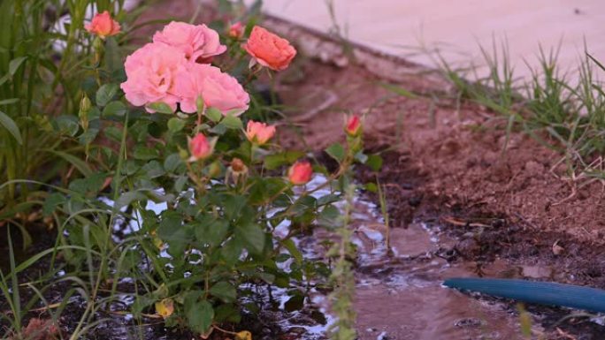 在花园里浇水粉红玫瑰，特写