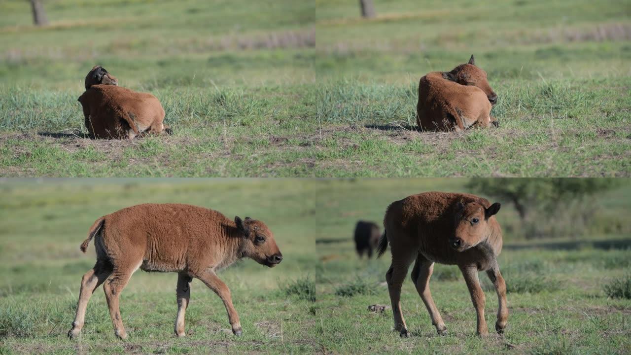 草原上的野牛小牛牧场放牧草坪草地牛犊
