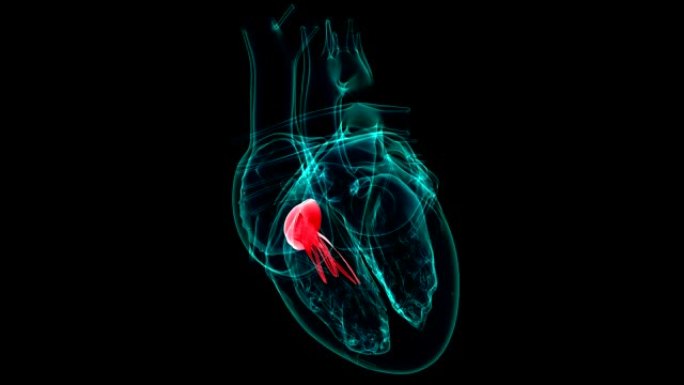 心脏解剖三尖瓣医学概念3D