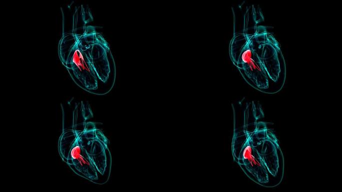 心脏解剖三尖瓣医学概念3D