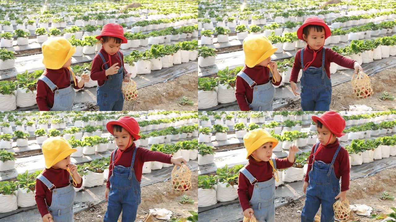可爱的儿童女孩兄弟姐妹喜欢在阳光灿烂的日子在有机农场吃草莓。与家人一起度假的儿童户外活动。