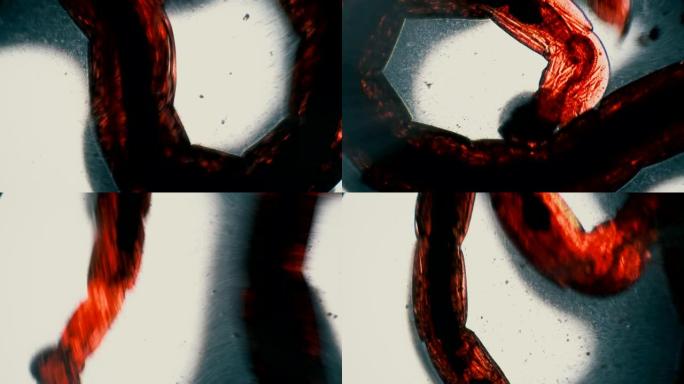 红虫蛾在显微镜下的光线中蠕动