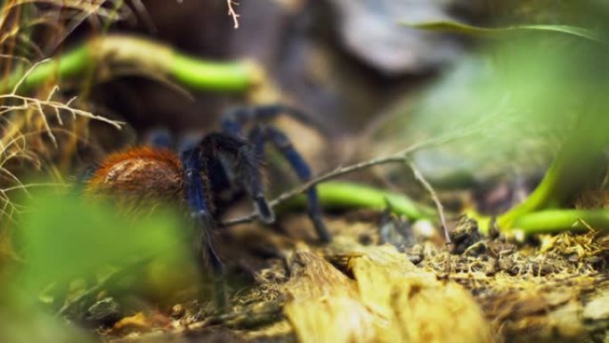 一只大蜘蛛爬进网上的一个洞。宏观。害虫之家。关。森林灾难。生的