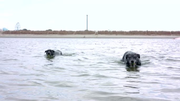 两只大黑狗从水中取回网球