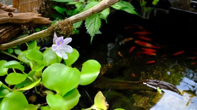 美丽的水葫芦和金鱼在睡莲花盆里盛开