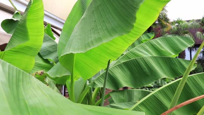 热带香蕉植物树在海上度假胜地生长，绿叶在风中摇摆