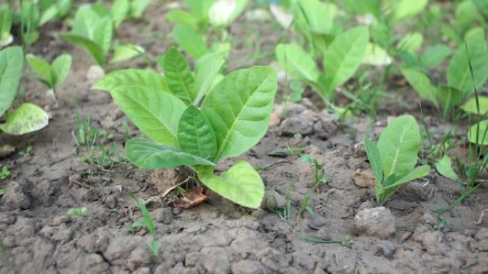 田间的绿色烟叶。弗吉尼亚种植烟草制品