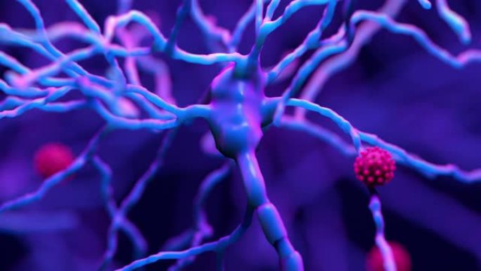 新型冠状病毒肺炎如何损害大脑，髓磷脂的恶化是保护神经元的脂肪涂层