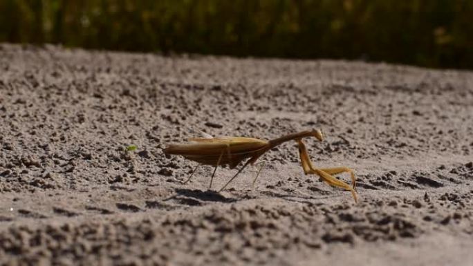 螳螂在爪子上沿着乡村道路爬行。