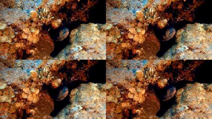热带水下黄色海鳗热带鱼群海洋大海野生动物