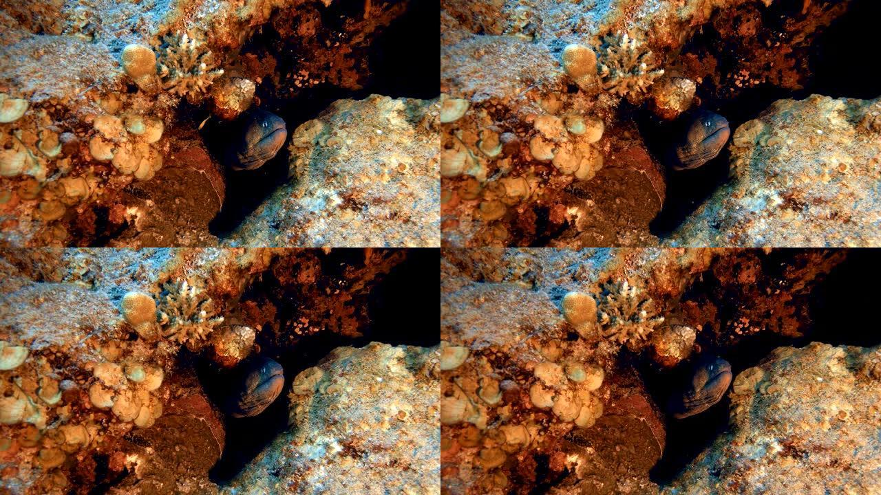 热带水下黄色海鳗热带鱼群海洋大海野生动物