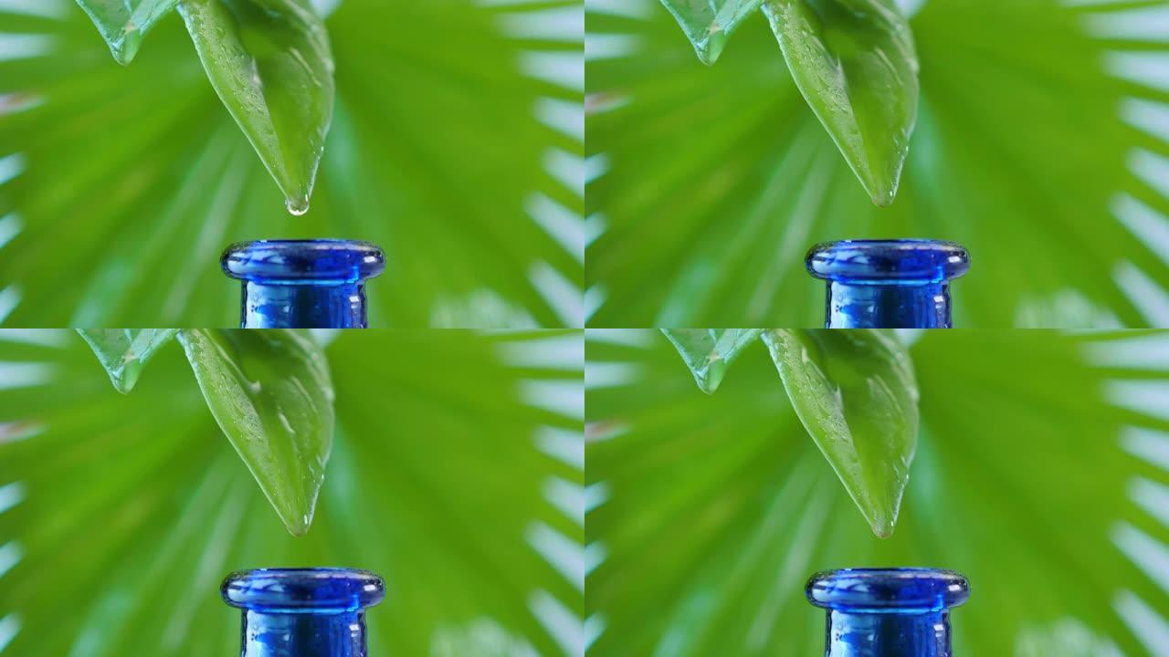 液体从绿叶流入小瓶