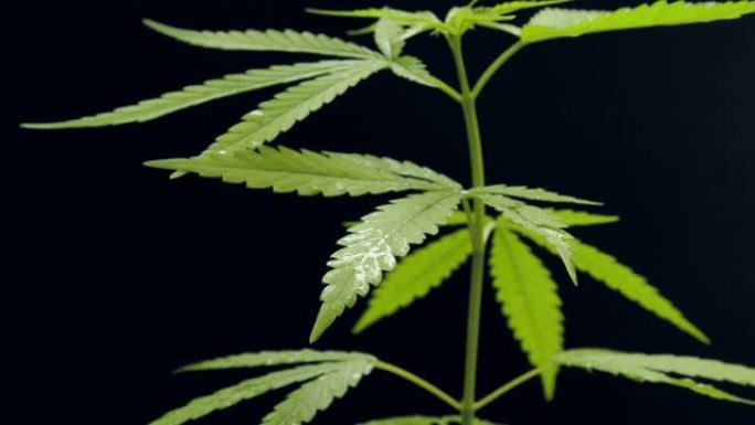 大麻大麻或黑色深色背景上的大麻植物。医学草药和药物概念