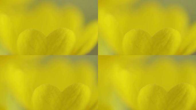近看牛滑报春花植物的黄色花瓣