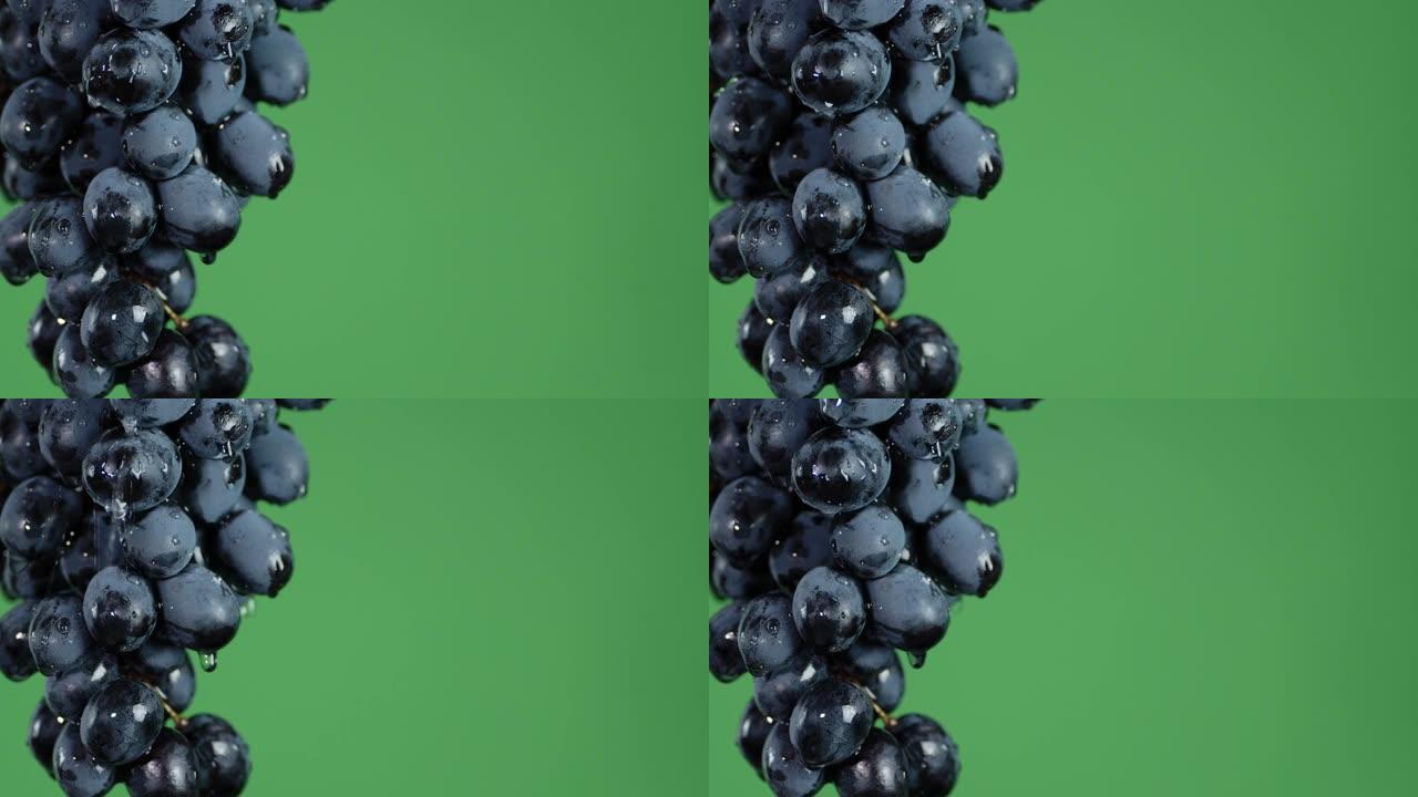 一束黑葡萄滴水。