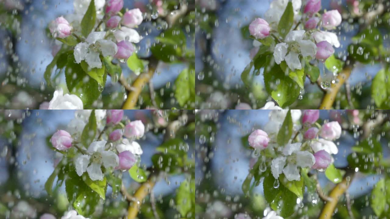 雨中有花的苹果树枝。慢动作。春天花园苹果树开花的特写镜头。慢动作。软波克浅底。春雨天。蓝天。