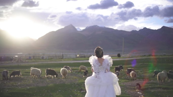 追赶羊群 羊群与婚纱 夕阳与婚纱拉萨旅拍