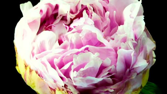 美丽的粉色牡丹背景。户外盛开的牡丹花，延时，特写。宏