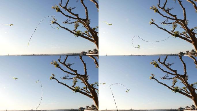 彩色风筝在蓝天上飞过树木在Embarcadero码头公园，圣地亚哥，美国加利福尼亚州。儿童多色玩具在