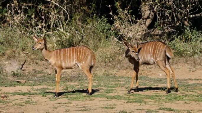 两只年轻的尼亚拉羚羊 (Tragelaphus angasii)，南非Mkuze game rese