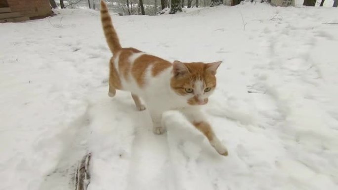 有趣的好奇猫在冬天穿过雪地，甩掉水分