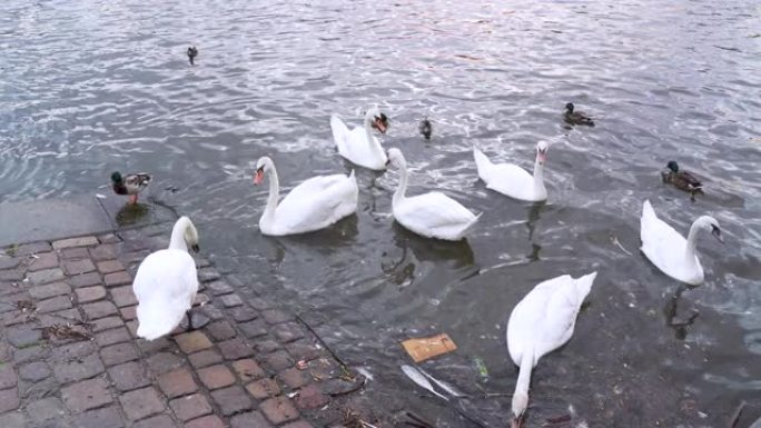 环境意识概念。白天鹅和鸭子在肮脏的水中游泳。城市中的河流或湖泊的堤防被污染。野生动物中的动物和鸟类。